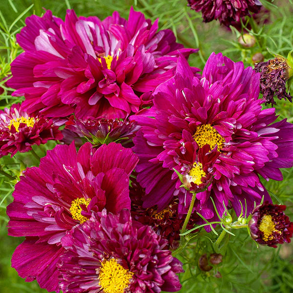 Cosmos Cranberries Blumensamen zur Aussaat Landhaus Garten wichtig Traditionssorte & ohne Gentechnik Samen Hausgarten