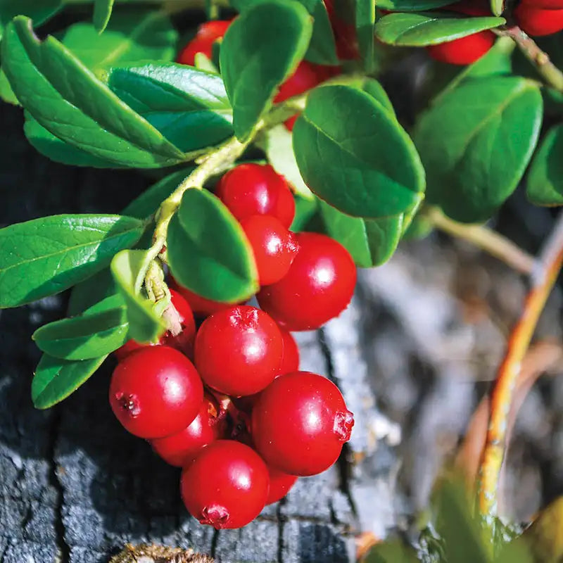 Preiselbeere Fruchtsamen für einfaches Anpflanzen