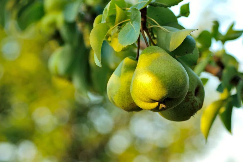 Pyrus communis Fruchtsamen für einfaches Anpflanzen