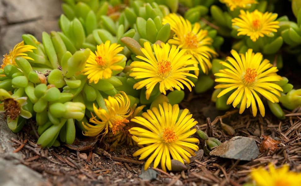 Gelb Rot Ice Blumensamen zur Aussaat – leuchtende einjährige Blüten