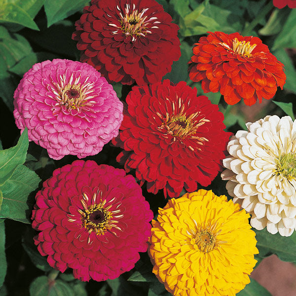Zinnia blume samen orange rot anpflanzung bright