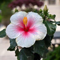 Weiß Rosa Hibiskus Blumensamen zur Aussaat leuchtend Blüten Traditionssorte & ohne Gentechnik Samen Hausgarten