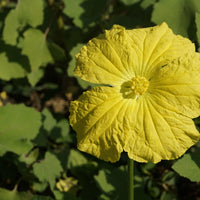 Gelb Luffa Blumensamen zur Aussaat – leuchtend – Traditionssorte & ohne Gentechnik Samen Hausgarten