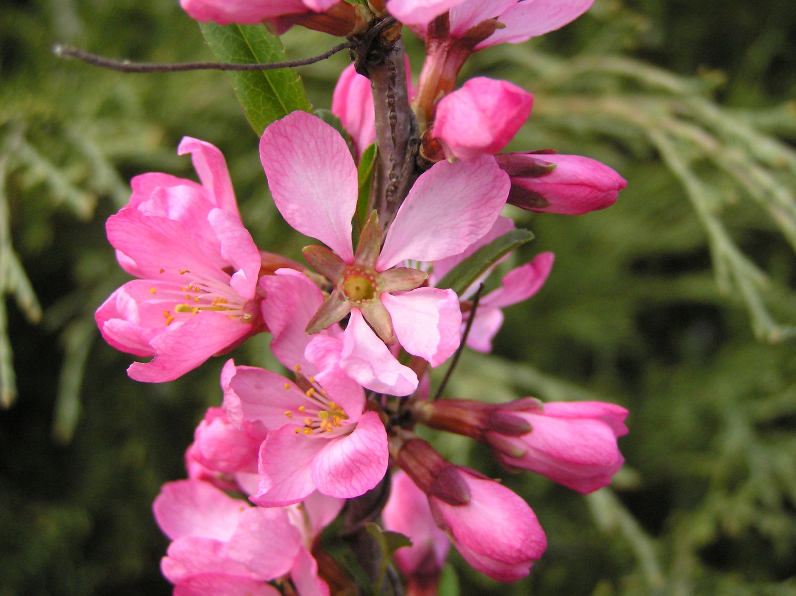 Rosa Rote Zwerg Prunus tenella Samen für einfaches Anpflanzen
