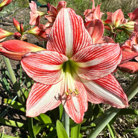 Rot Weiß Hippeastrum Rutilum Blumensamen zur Aussaat duftend Blüten Traditionssorte & ohne Gentechnik Samen Hausgarten