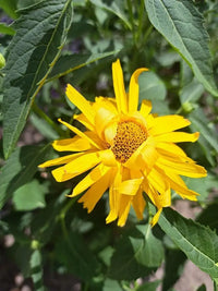Gelb Heliopsis Blumensamen zur Aussaat Garten beliebt Traditionssorte & ohne Gentechnik Samen Hausgarten