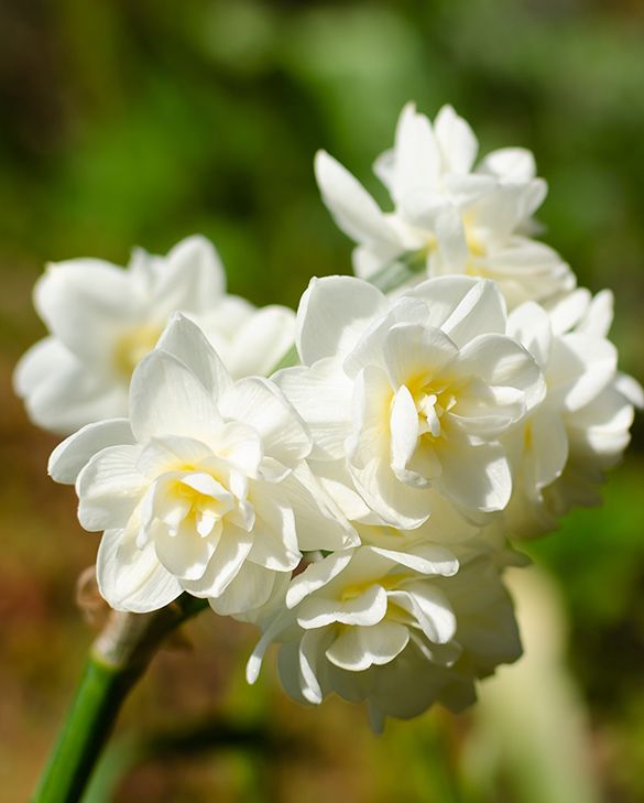 Narzisse Blumensamen – Weiß und Orange zur Aussaat