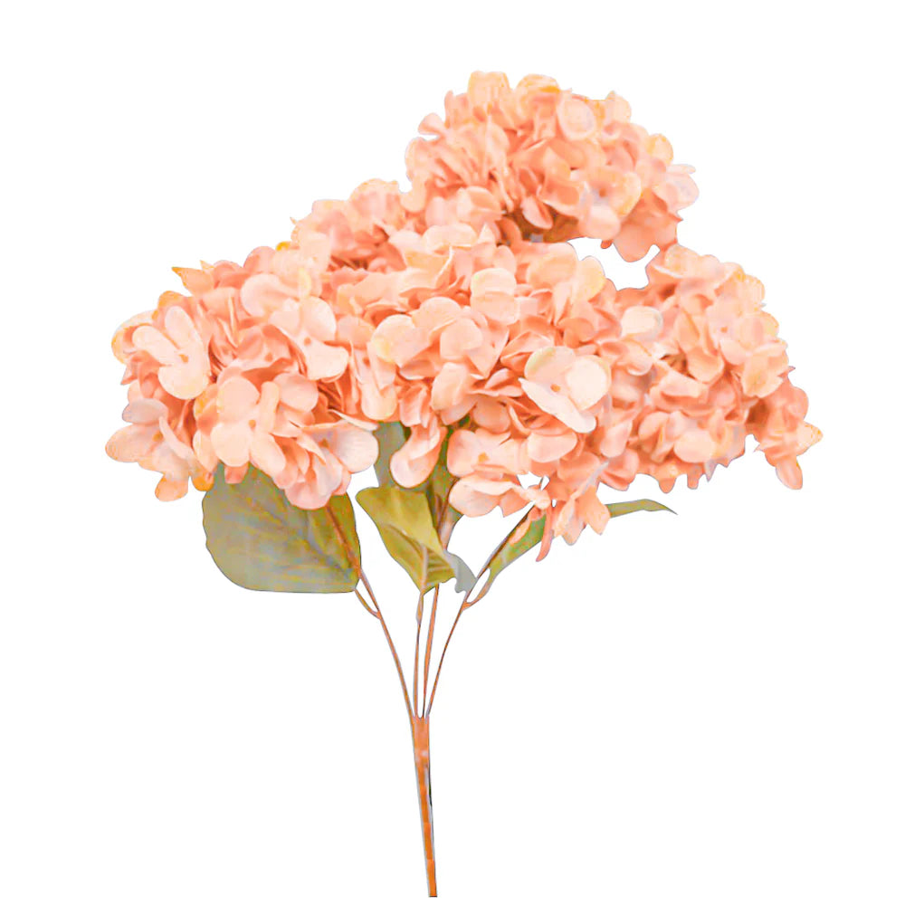 Pfirsichfarben Hortensie Blumensamen zur Aussaat – Garten beliebt – Traditionssorte & ohne Gentechnik Samen Hausgarten