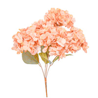 Pfirsichfarben Hortensie Blumensamen zur Aussaat – Garten beliebt – Traditionssorte & ohne Gentechnik Samen Hausgarten