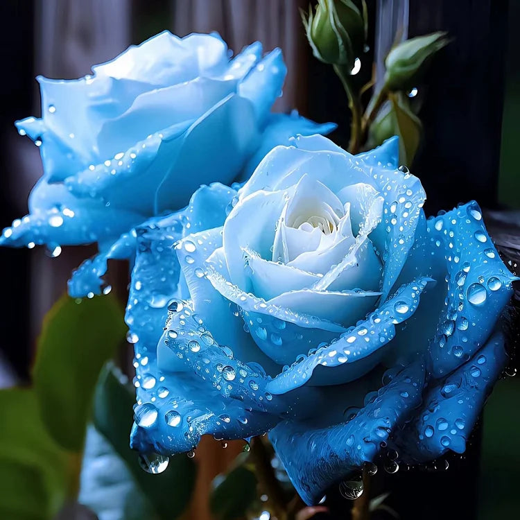 Ice blau rose blume samen for anpflanzung - cottage garten essential, heirloom & gmo free samen for home garten
 
 sale for anpflanzung in home garten.