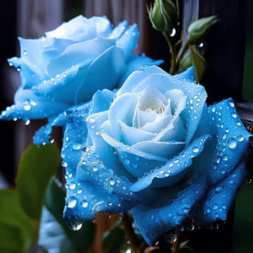 Ice blau rose blume samen for anpflanzung - cottage garten essential, heirloom & gmo free samen for home garten
 
 sale for anpflanzung in home garten.