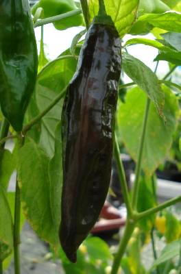 Aji Panca Chocolate Samen zum Pflanzen - Gemüse Garden Samen