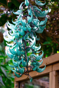 Jade Grün Blumensamen zur Aussaat – lang Blüte Saison – Traditionssorte & ohne Gentechnik Samen Hausgarten
