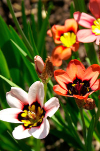 Weiß Sparaxis Tricolor Blumensamen zur Aussaat – pflegeleicht – Traditionssorte & ohne Gentechnik Samen Hausgarten