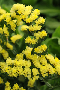 Gelb Statice Blumensamen zur Aussaat – hochwertige Qualitäts- – Traditionssorte & ohne Gentechnik Samen Hausgarten