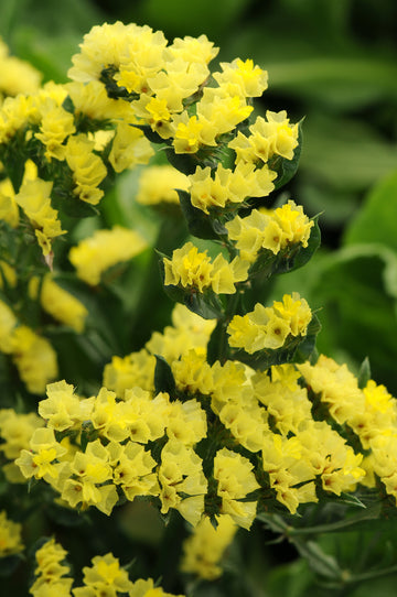 Gelb Statice Blumensamen zur Aussaat – hochwertige Qualitäts- – Traditionssorte & ohne Gentechnik Samen Hausgarten