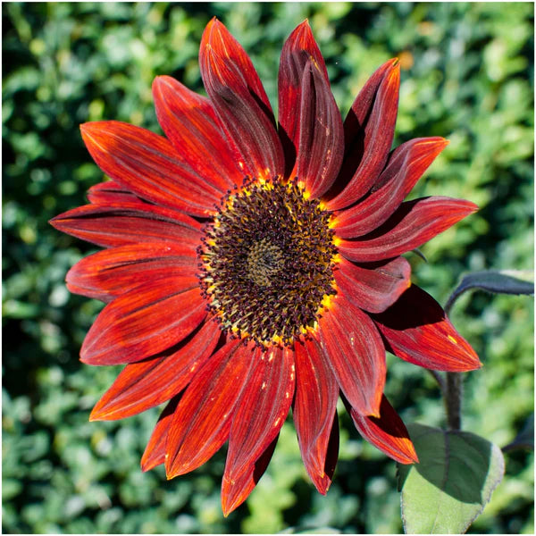 Bordeaux Sonnenblume Samen ideal zur Aussaat