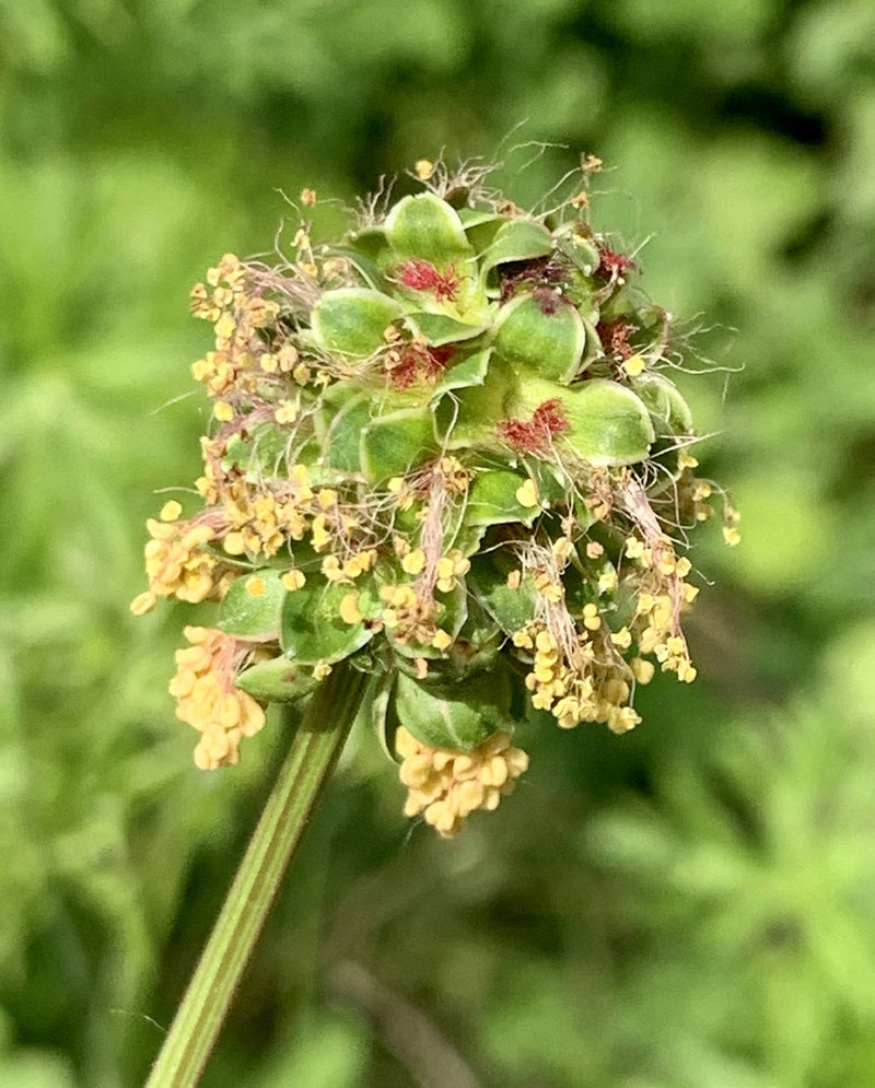 Sanguisorba (sanguisorba blume) samen for anpflanzung in home garten