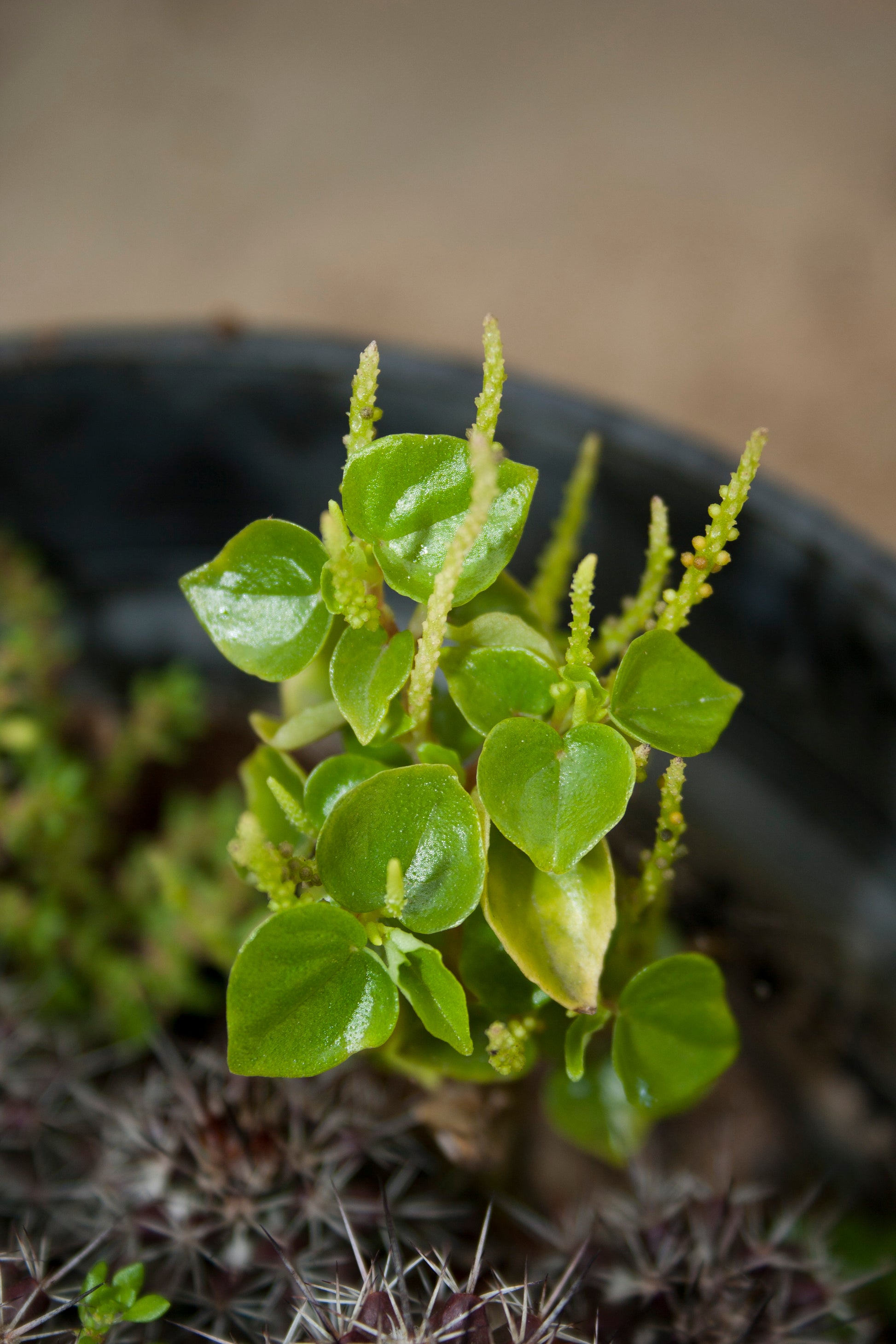 Traditionssorte Peperomia Pellucida Blumensamen zur Aussaat lang Blüte Saison Traditionssorte & ohne Gentechnik Samen Hausgarten