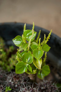 Traditionssorte Peperomia Pellucida Blumensamen zur Aussaat lang Blüte Saison Traditionssorte & ohne Gentechnik Samen Hausgarten
