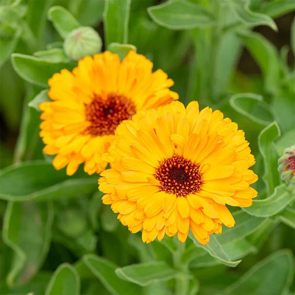 Calendula (calendula marigold) samen for anpflanzung in home garten