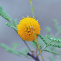 Gelb Acacia mehrjährig Blumensamen zur Aussaat – Traditionssorte ohne Gentechnik biologisch Garten Samen