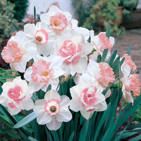 klein Rosa Weiß Daffodils Blumensamen zur Aussaat – duftend Blüten – Traditionssorte & ohne Gentechnik Samen Hausgarten