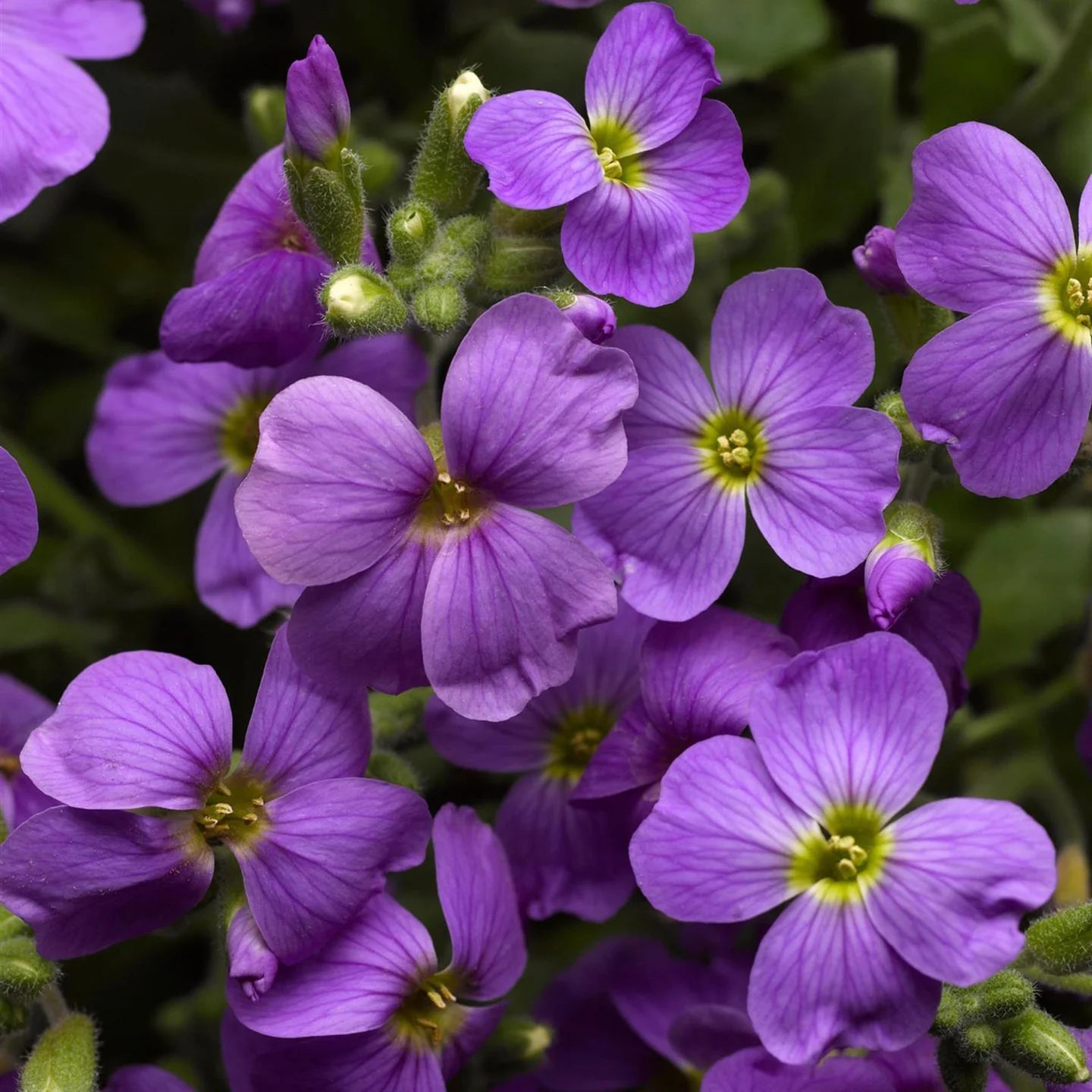Aubretia Deltoides Blumensamen zur Aussaat – Garten beliebt – Traditionssorte & ohne Gentechnik Samen Hausgarten
