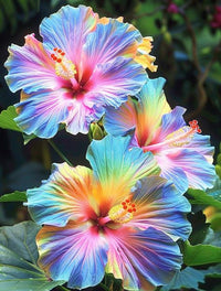 Gelb Blau Hibiskus Blumensamen Drought verträglich Traditionssorte & ohne Gentechnik Samen Hausgarten