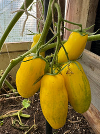 Banana Tomate Solanum lycopersicum Samen zum Pflanzen in Gemüse Patch and Home Garden