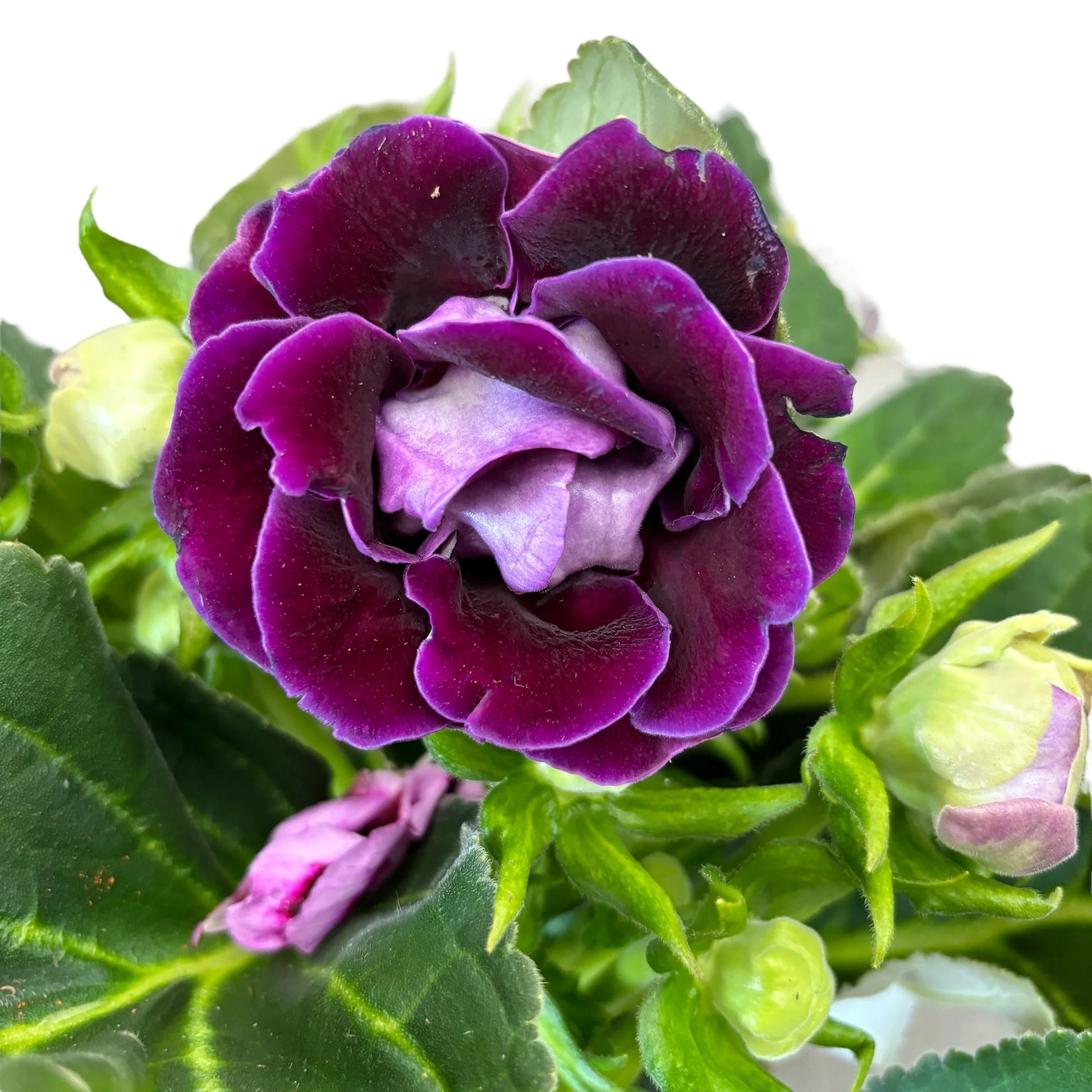 Violett Gloxinie Blumensamen zur Aussaat Wildblume Mischung Traditionssorte & ohne Gentechnik Samen Hausgarten