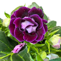 Violett Gloxinie Blumensamen zur Aussaat Wildblume Mischung Traditionssorte & ohne Gentechnik Samen Hausgarten