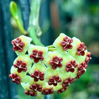 Grün-Rot Hoya Blumensamen zur Aussaat – lang Blüte Saison – Traditionssorte & ohne Gentechnik Samen Hausgarten
