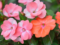 Impatiens Blumensamen zur Aussaat – leuchtend – Traditionssorte & ohne Gentechnik Samen Hausgarten