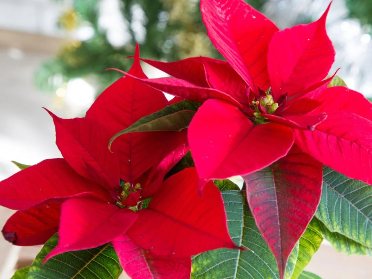 Bordeaux Weihnachtsstern Blumensamen zur Aussaat Wildblume Mischung Traditionssorte & ohne Gentechnik Samen Hausgarten