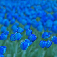 Himmelblau Tulpe Blumensamen zur Aussaat