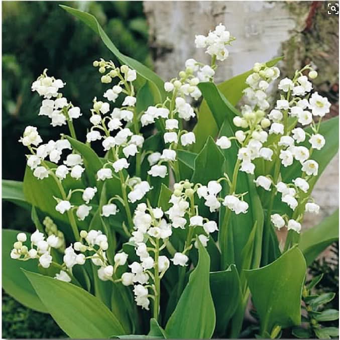 Bell Orchidee Blumensamen zur Aussaat Anzucht Traditionssorte & ohne Gentechnik Samen Hausgarten