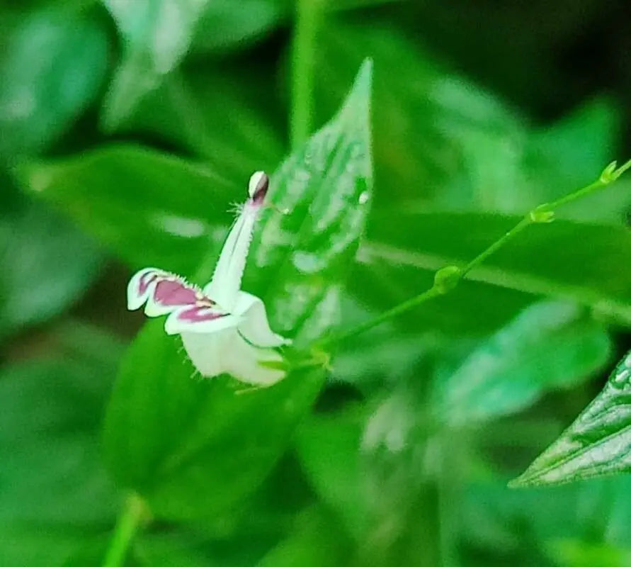 Andrographis Blumensamen zur Aussaat kompakt Wuchs Traditionssorte & ohne Gentechnik Samen Hausgarten