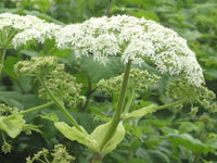 Heracleum Lanatum Blumensamen zur Aussaat lang Blüte Saison Traditionssorte & ohne Gentechnik Samen Hausgarten