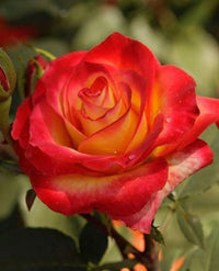 Gelb Rot Rose Blumensamen zur Aussaat – robust Sorte – Traditionssorte & ohne Gentechnik Samen Hausgarten