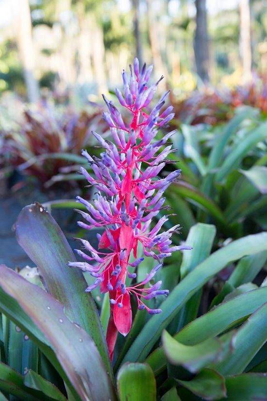 Lila Rosa Bromeliad Blumensamen zur Aussaat hochwertige Qualitäts- Traditionssorte & ohne Gentechnik Samen Hausgarten