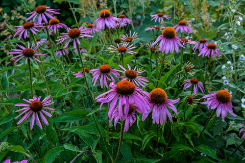 ConeFlower Samen zur Aussaat robust Sorte Traditionssorte & ohne Gentechnik Samen Hausgarten