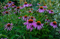 ConeFlower Samen zur Aussaat robust Sorte Traditionssorte & ohne Gentechnik Samen Hausgarten