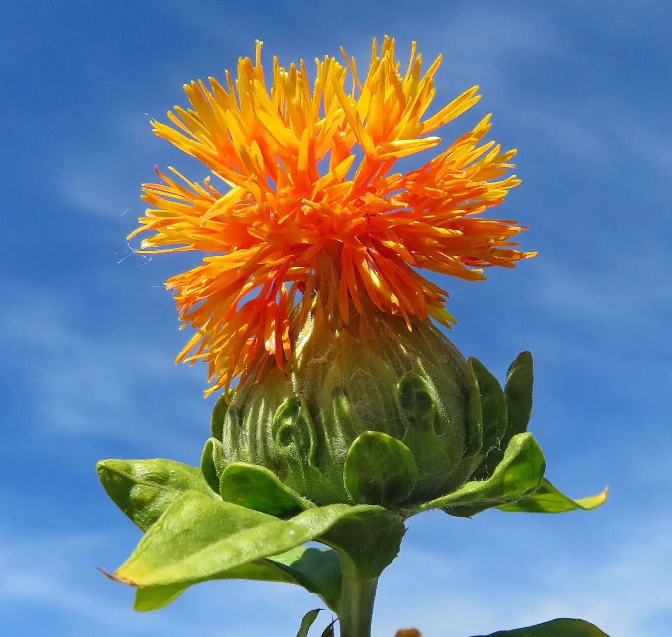 SafFlower Samen zur Aussaat lang Blüte Saison Traditionssorte & ohne Gentechnik Samen Hausgarten