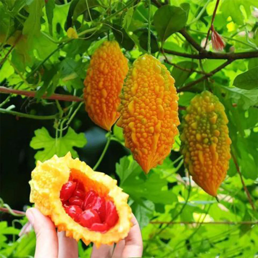 Orange Bitter Gourd Gemüse Planting Samen for Your Garden