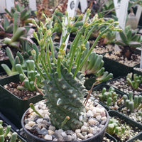 Euphorbia Spiralis Blumensamen zur Aussaat farbenfroh Schau Traditionssorte & ohne Gentechnik Samen Hausgarten