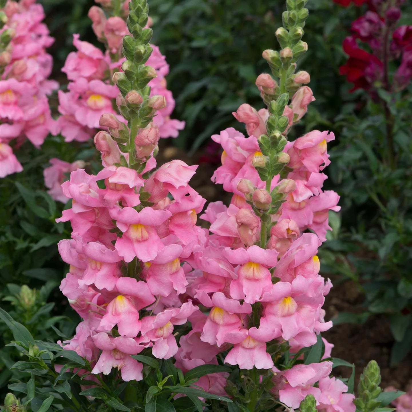 Rosa Snapdragon Blumensamen zur Aussaat – duftend Blüten – Traditionssorte & ohne Gentechnik Samen Hausgarten