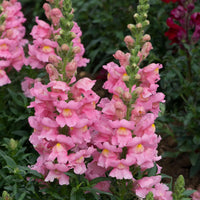 Rosa Snapdragon Blumensamen zur Aussaat – duftend Blüten – Traditionssorte & ohne Gentechnik Samen Hausgarten