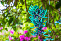 Grün Macrobotrys Blumensamen zur Aussaat – kompakt Wuchs – Traditionssorte & ohne Gentechnik Samen Hausgarten
