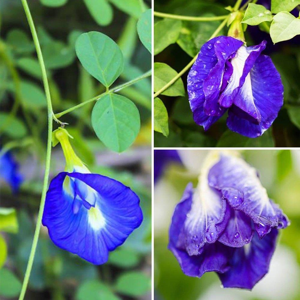 Fresh Clitoria Blumensamen zur Aussaat – robust Sorte – Traditionssorte & ohne Gentechnik Samen Hausgarten
